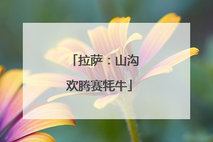拉萨：山沟欢腾赛牦牛